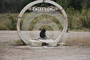 Baboon sitting in the Equator Marker in Uganda