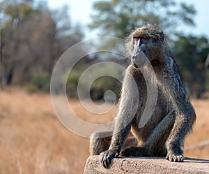 Baboon sitting in Krueger National Park in South Africa photo