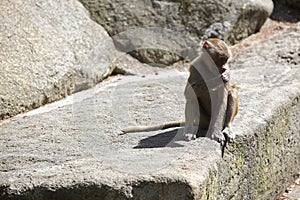 Baboon sitting on a rock