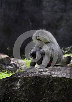 Baboon sitting on a rock