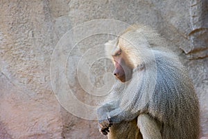 Baboon sitting in silence on a sunny day | preY~er