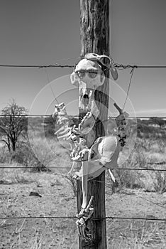 Baboon skeleton attached to a wooden post of a fence