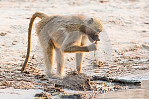 Baboon snacking on plants