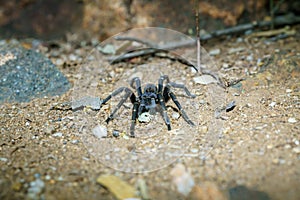 Baboon spider & x28;Brachionopus robustus& x29; in South Africa