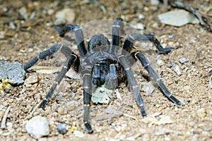 Baboon spider & x28;Brachionopus robustus& x29; in South Africa