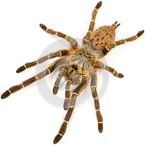 The baboon spider Pterinochilus murinus DCF