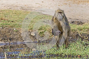 Baboon standing on rear legs eating lilies