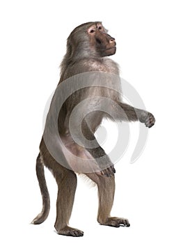 Baboon standing up - Simia hamadryas photo