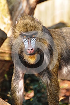 Baboon in the sun photo