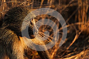 Baboon at sunset