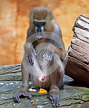 Baboon