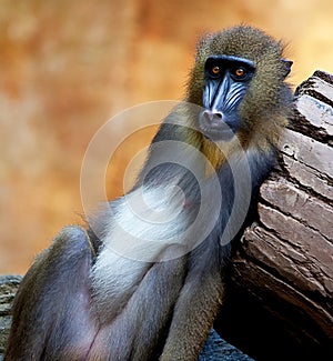 Baboon