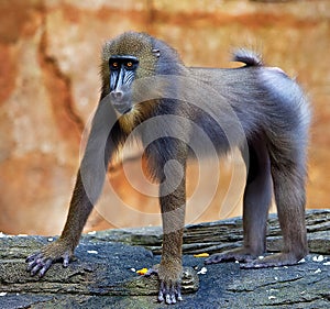 Baboon photo