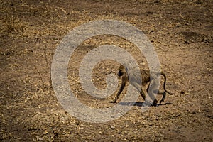 Baboon in Tarangire National Park safari, Tanzania