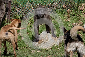 Baboon threatened by dogs