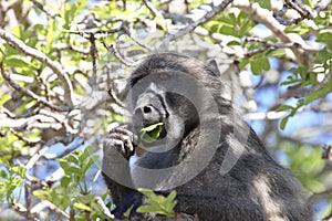 Baboon in tree eating