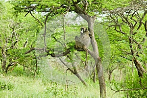 Baboon in tree in Umfolozi Game Reserve, South Africa, established in 1897 photo