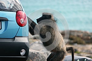 Baboon tries to steal from the car