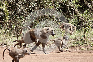 Baboon troop