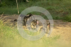 A baboon troop in a dry river bed