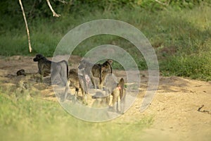 A baboon troop in a dry river bed