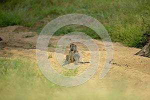 A baboon troop in a dry river bed