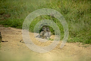 A baboon troop in a dry river bed