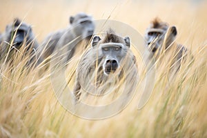 baboon troop moving through tall grass