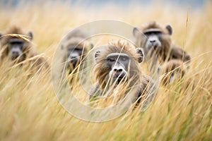baboon troop moving through tall grass
