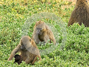 Baboon troop sitting on the ground and feeding at amboseli