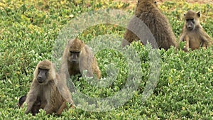 Baboon troop sitting on the ground and feeding at Amboseli