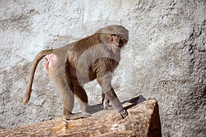 Baboon on trunk