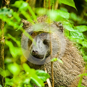 Baboon Uganda