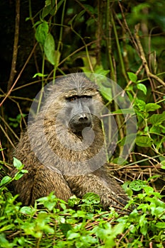 Baboon Uganda