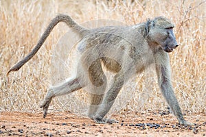 Baboon walking on all fours