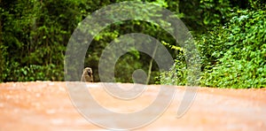 Baboon in Western Uganda near Fort Portal