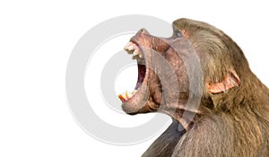 Baboon  on white background. Baboon monkey Pavian genus Papio screaming out loud with large open mouth sharp teeth