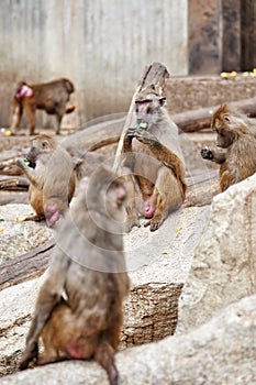 Baboon or yellow baboon sitting on a rock while eating a courgette