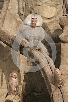 Baboons