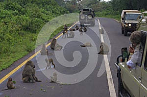 Baboons blocking traffic in Ngorogoro Crater