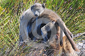 Baboons - Cape of Good Hope - South Africa