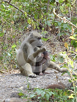 Baboons familly Zambia safari Africa nature wildlife