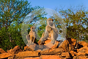 Baboons family . Three babons sitting funny ekspresion