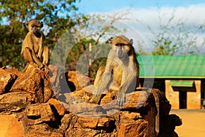 Baboons family . Three babons sitting funny ekspresion