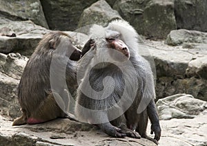 Baboons