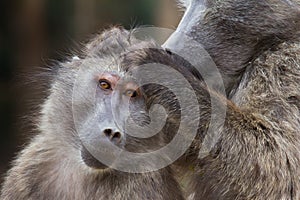 Baboons grooming