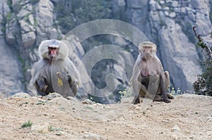 Baboons in The Mountains of South West Arabia