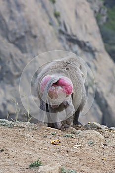 Baboons in The Mountains of South West Arabia