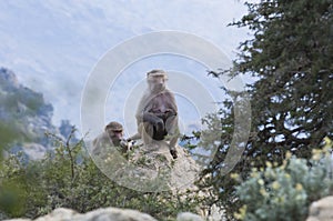 Baboons in The Mountains of South West Arabia