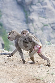 Baboons in The Mountains of South West Arabia